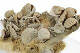 Miniature Fossil Cluster (Ammonites, Gastropods) - France #270552-4